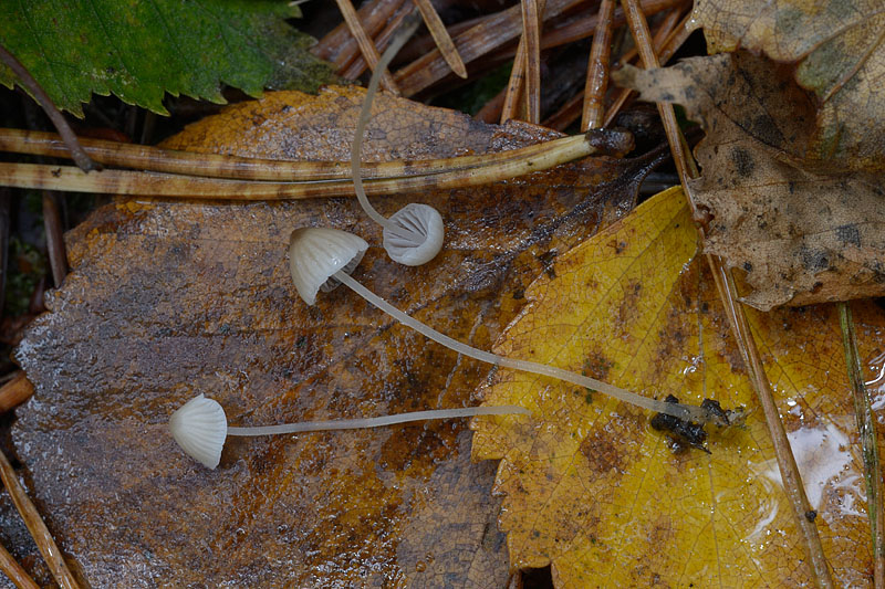 Mycena hiemalis